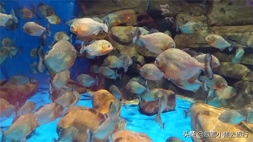洛阳中赫海豚湾海洋公园游玩攻略