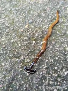​男子爬山发现不明生物，看清楚后连滚带爬的逃跑了