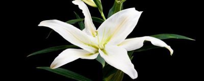 ​百合开完花后怎么剪