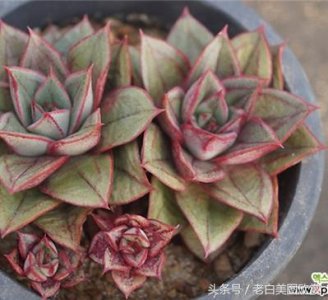 ​新手多肉小百科：麒麟座