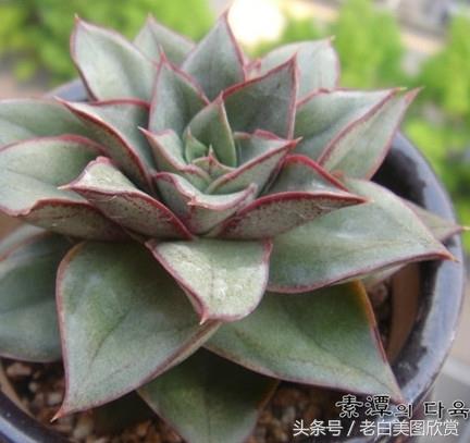 新手多肉小百科：麒麟座