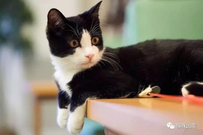 ​奶牛猫，俗称猫中的神经病