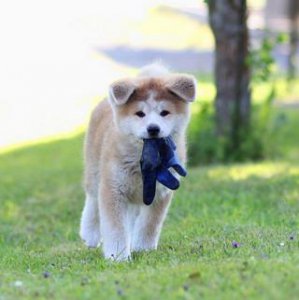 ​犬种百科之秋田犬