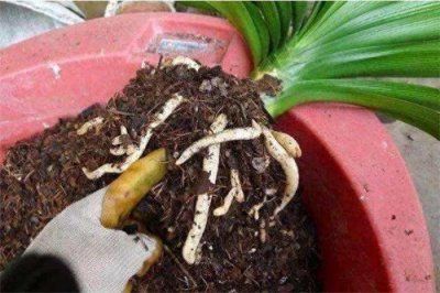 ​天然钾肥有哪些(什么东西做钾肥好)