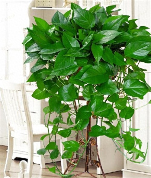 天然钾肥有哪些(什么东西做钾肥好)