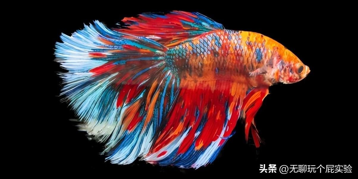 泰国斗鱼寿命一般多长时间(泰国斗鱼寿命有多长时间)