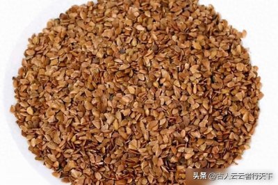 ​香椿树结的籽有什么用？五大用途，大多数人不知道