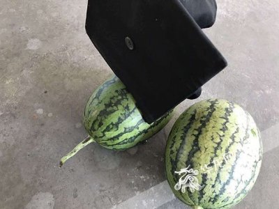 ​求真丨学士帽高抛可切开西瓜？毕业生抛帽需注意安全