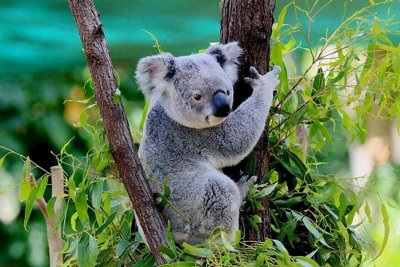 ​称为“断子绝孙树”的桉树，为中国创收3000亿，为何如今被禁种？