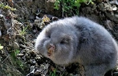 ​长得像老鼠，被称“地羊”，以前是害兽，现在当虎骨用，一斤三百