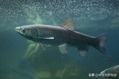 ​夏季野钓草鱼的技巧河和选饵！