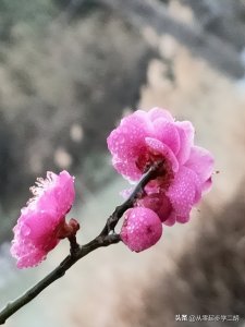 ​《梅花泪》及其原唱郭津彤