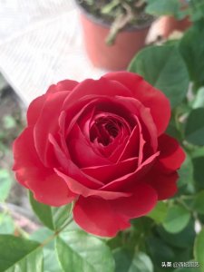 ​最纯正的红色切花月季红苹果，优秀品质不亚于红色玫瑰卡罗拉