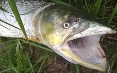 ​淡水鱼之王、水老虎——鳡鱼