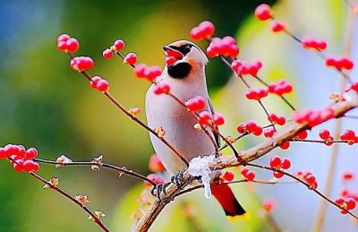 ​太平鸟～体态优美，鸣声清柔的冬季园林观赏鸟