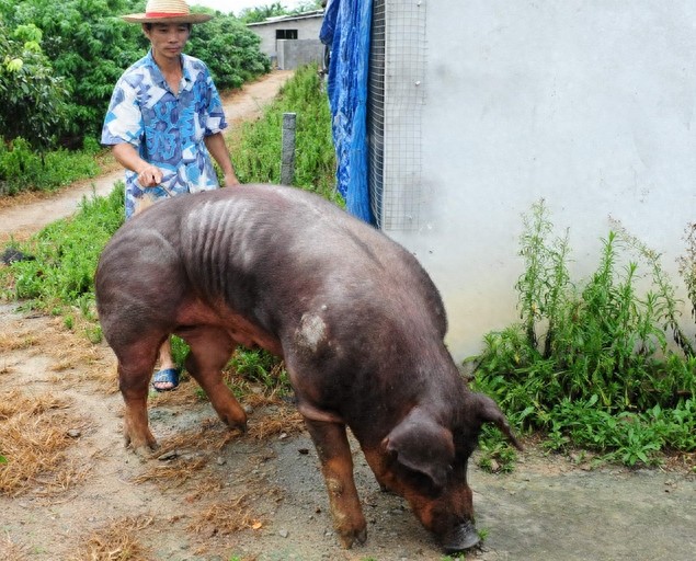 世界上最大的猪900公斤,它的肉你和家人可以吃一辈子
