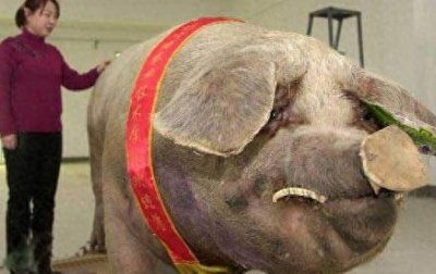 ​世界上最大的猪900公斤，它的肉你和家人可以吃一辈子