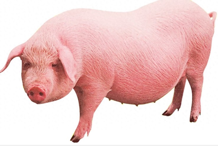 世界上最大的猪900公斤,它的肉你和家人可以吃一辈子