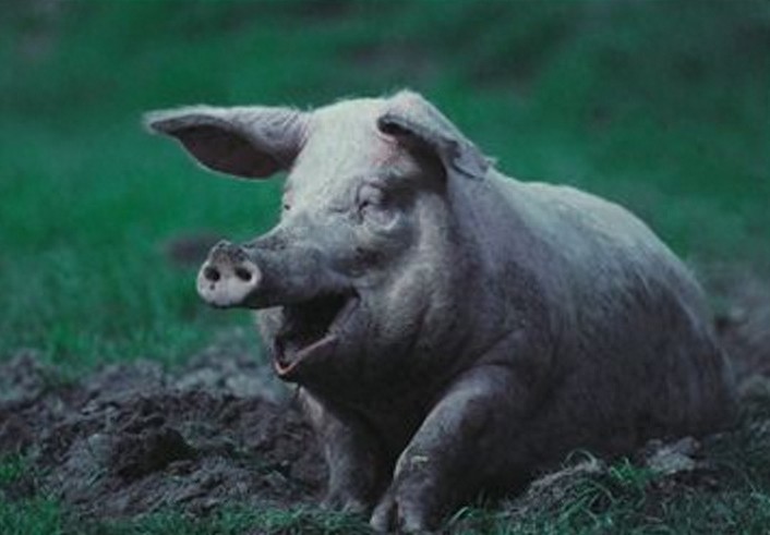 世界上最大的猪900公斤,它的肉你和家人可以吃一辈子