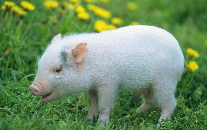 世界上最大的猪900公斤,它的肉你和家人可以吃一辈子