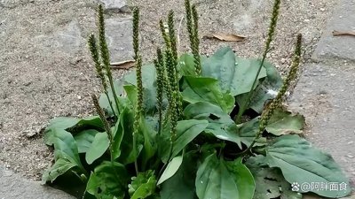 ​踏青挖野菜，31种野菜图鉴，看看都认识不