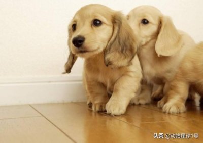 ​分享一组小奶狗的图片，萌到让人无法抵抗