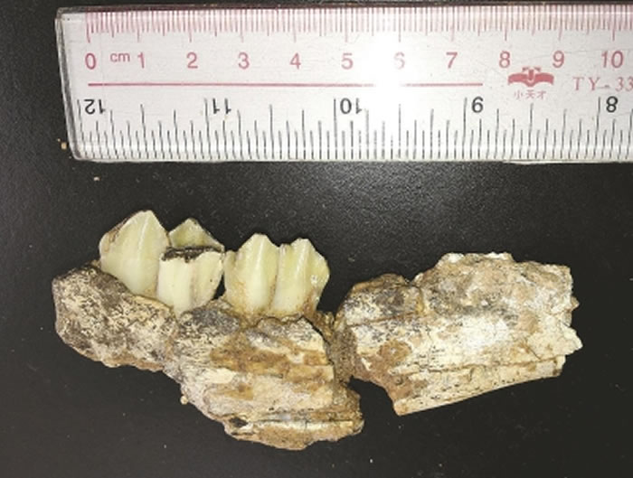 在上陈遗址发现的牛科化石下颌骨残骸侧面(埋藏于S27中,年代约210万年)