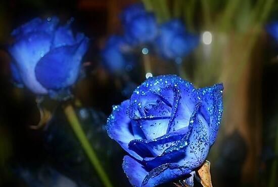 蓝色妖姬花语代表着什么