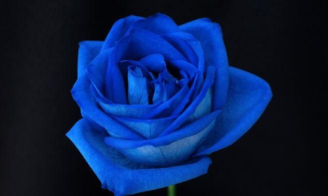 蓝色妖姬的花语是什么意思,蓝色妖姬花语代表着什么