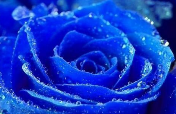 蓝色妖姬的花语是什么意思,蓝色妖姬花语代表着什么图3