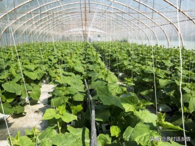 ​白酒喷番茄能红吗(白酒催红 *** 番茄)