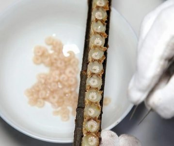 ​蜂王胎每天吃多少克？蜂王胎可以长期吃吗？