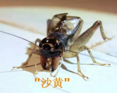 ​全国各地征集来的精品蟋蟀图集