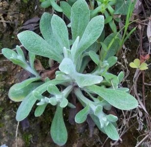 ​农村田边的野草，价值珍贵，拿它来做糍粑堪称一绝，“鼠鞠草”