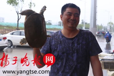 ​你真的吃过野生甲鱼吗？善捕者刚捕获只6斤多重的，还教你如何识别