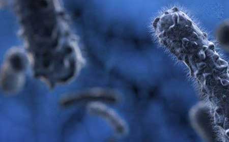 美国超级真菌爆发致死率60%,人类将如何面对?