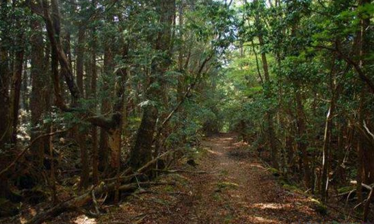 邪门!!日本自杀森林,走进自杀森林后指南针马上失灵,严重的压抑感让人感到绝望