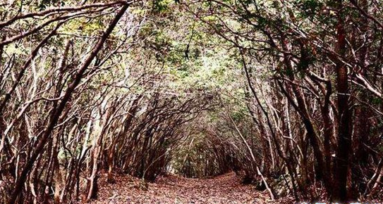 邪门!!日本自杀森林,走进自杀森林后指南针马上失灵,严重的压抑感让人感到绝望