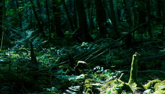 邪门!!日本自杀森林,走进自杀森林后指南针马上失灵,严重的压抑感让人感到绝望