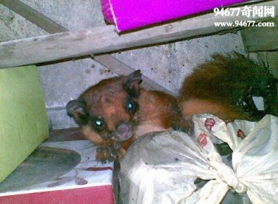 ​黄鼠狼附身科学解释，黄鼠狼的臊味能让人致幻