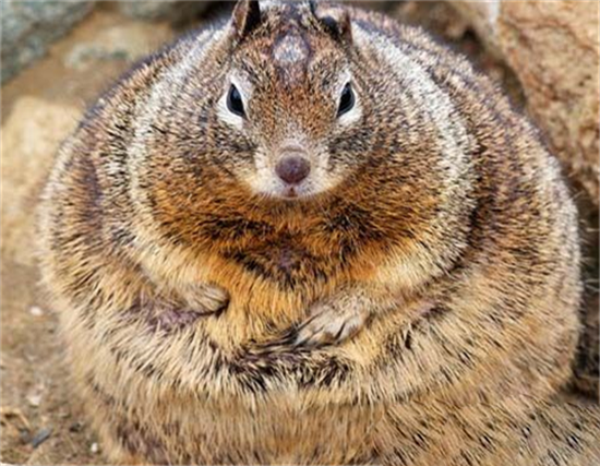 动物界五大最肥胖宠物明星 胖到想生娃都困难