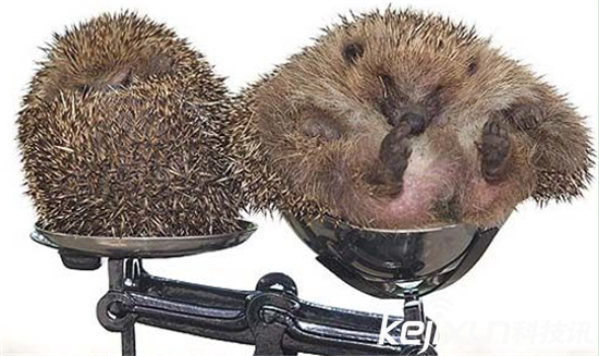 动物界五大最肥胖宠物明星 胖到想生娃都困难