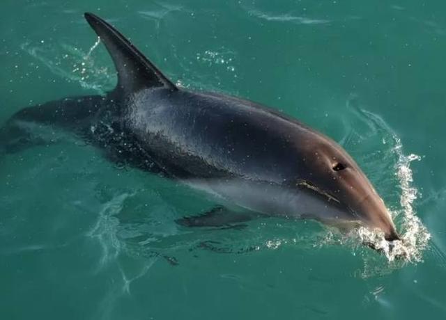 生活在南极的8种动物 个个都耐寒无比!