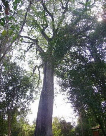 世界上现存的十棵最古老树木 已5000岁了!