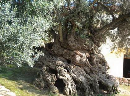 世界上现存的十棵最古老树木 已5000岁了!