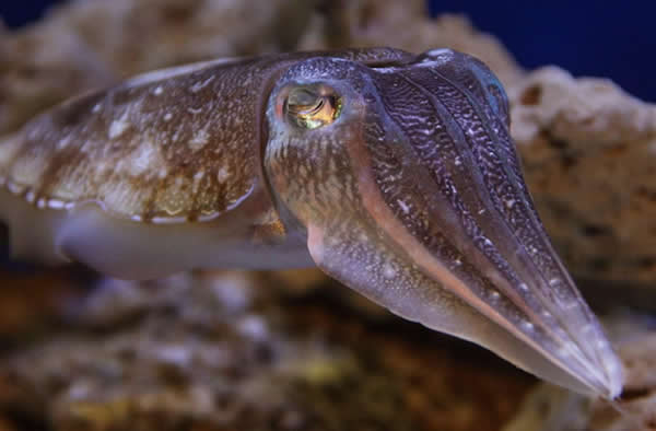 一只乌贼通过颠簸玄妙的身材边沿,使整个身材在水中移动,它通过虹吸倾轧强水流,有助于快速逃离伤害田地。当它碰着威胁时,可在水中喷射出黑褐色的墨团,据称这种墨汁可用