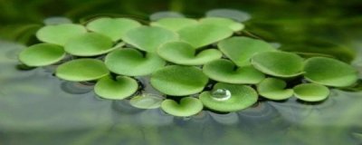 ​浮萍怎么养