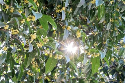 ​组图 | 金秋时节桂花开 花香四溢惹人醉