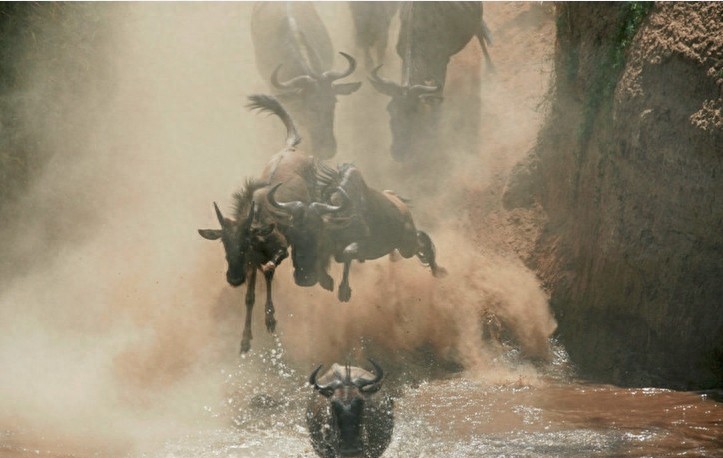 非洲大草原上无尽的狂野之美——塞伦盖蒂