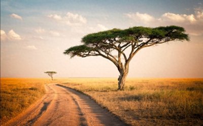 ​非洲大草原上无尽的狂野之美——塞伦盖蒂